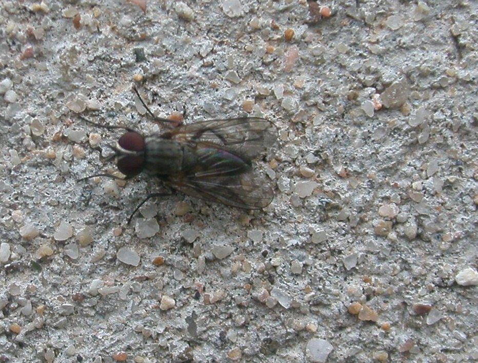 Fannia canicularis M (Fannidae)